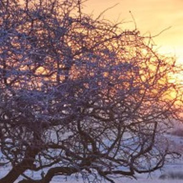https://cdn.warentuin.nl/media/catalog/product/S/C/SCAN8720966705116_01_tuinschilderij_winter_wonderl_70x50_customize_it_74ce.jpg