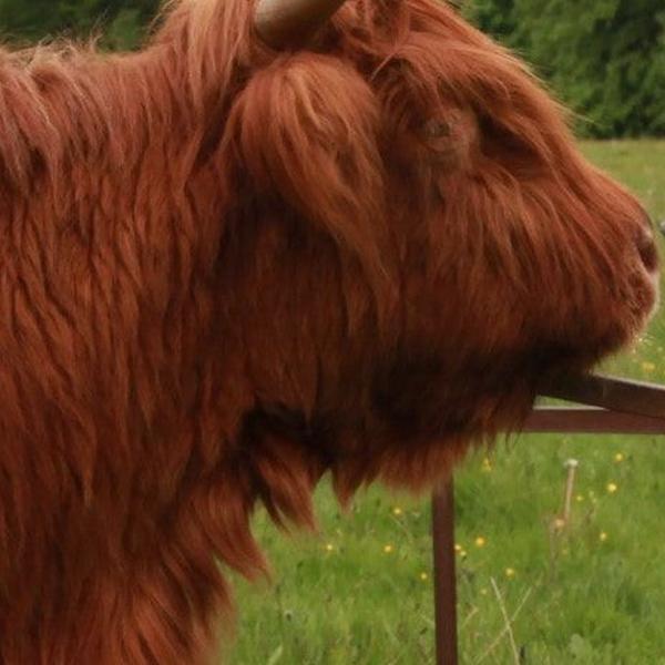 https://cdn.warentuin.nl/media/catalog/product/S/C/SCAN8720966705956_01_tuinschilderij_hooglanders_70x50cm_customize_it_eda4.jpg