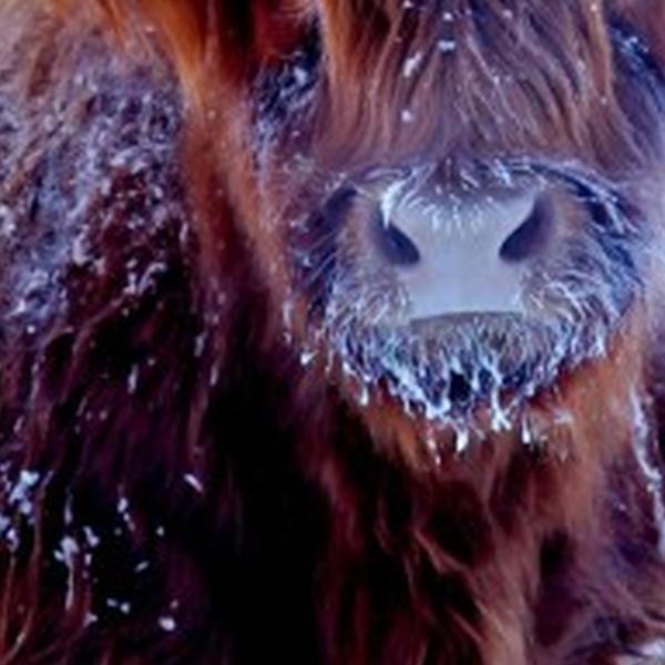 https://cdn.warentuin.nl/media/catalog/product/S/C/SCAN8720966706045_01_tuinschilderij_hoogl_winter_130x70_customize_it_fc3b.jpg