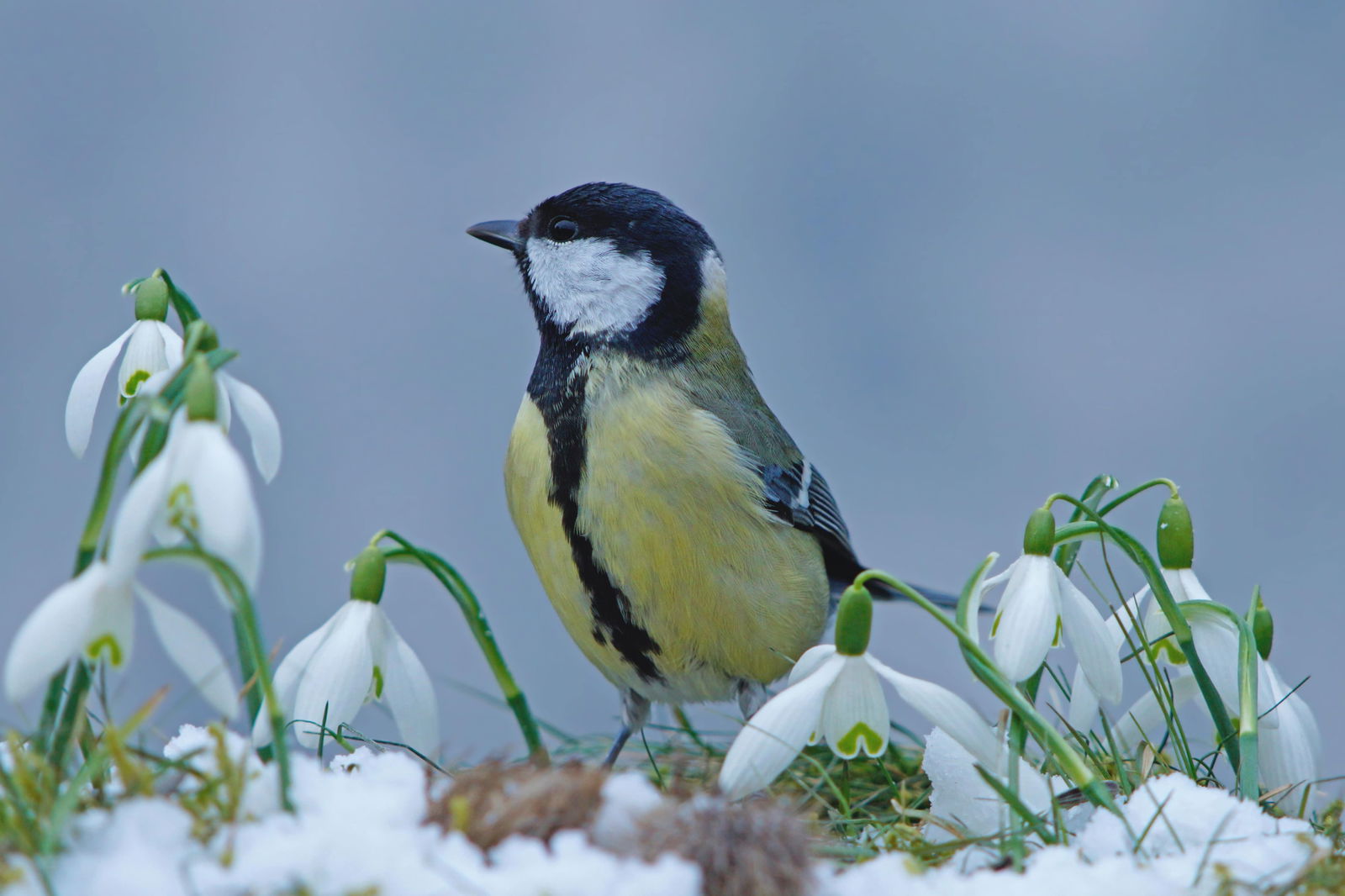Customize it Tuinschilderij mees winter 130x70cm - 
