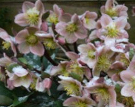 https://cdn.warentuin.nl/media/catalog/product/S/C/SCAN8720966706168_01_tuinschilderij_hellebores_70x50cm_customize_it_f0a9.jpg