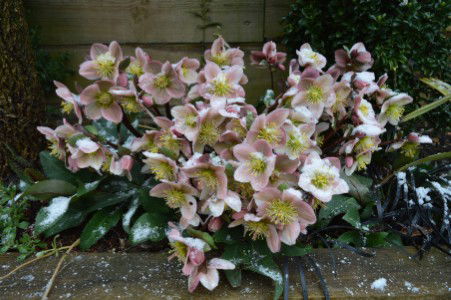 Customize it Tuinschilderij hellebores 70x50cm - 