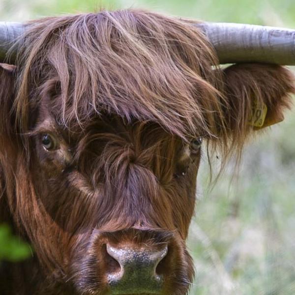 https://cdn.warentuin.nl/media/catalog/product/S/C/SCAN8720966706175_01_tuinschilderij_highlnd_cattle_70x50_customize_it_0e42.jpg