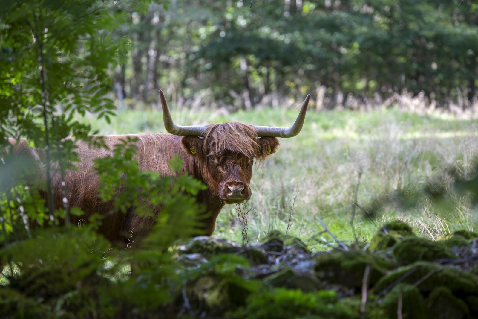 Customize it Tuinschilderij highlnd cattle 70x50 - 