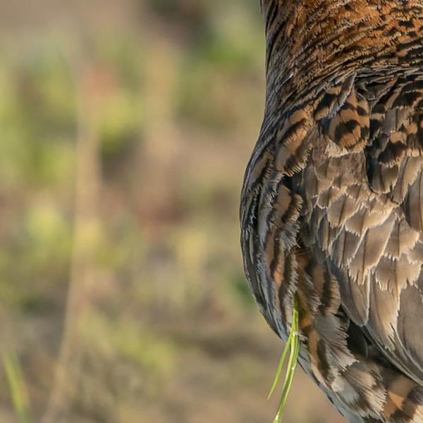 https://cdn.warentuin.nl/media/catalog/product/S/C/SCAN8720966706243_01_tuinschilderij_limosa_limosa_70x50_customize_it_e6b3.jpg