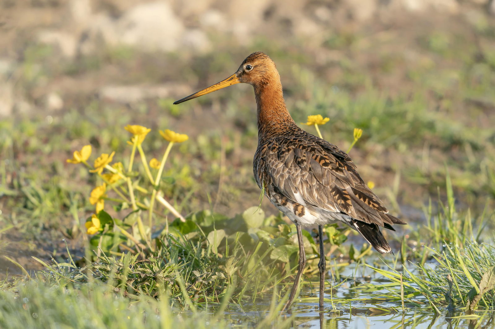 Customize it Tuinschilderij limosa limosa 70x50 - 