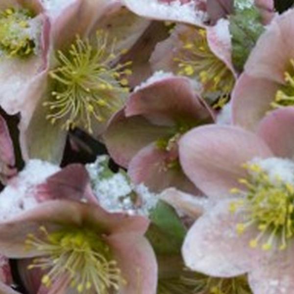 https://cdn.warentuin.nl/media/catalog/product/S/C/SCAN8720966706380_01_tuinschilderij_hellebores_130x70cm_customize_it_68df.jpg