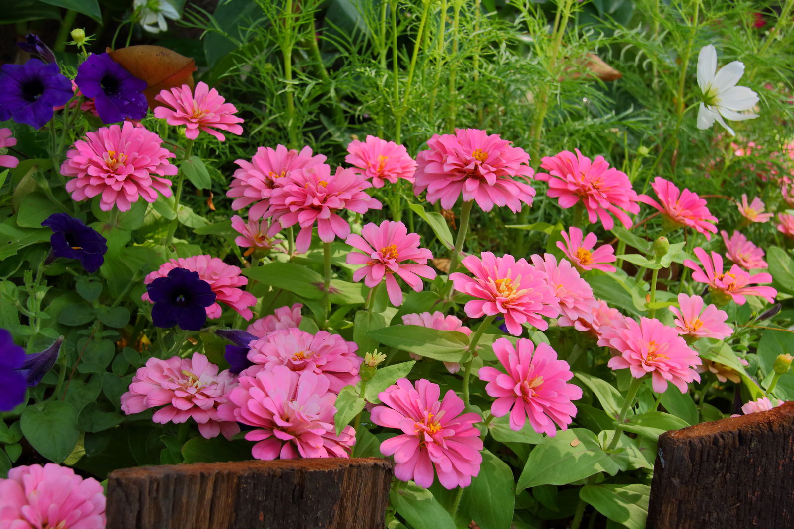 Customize it Tuinschilderij flowers 70x50cm - 
