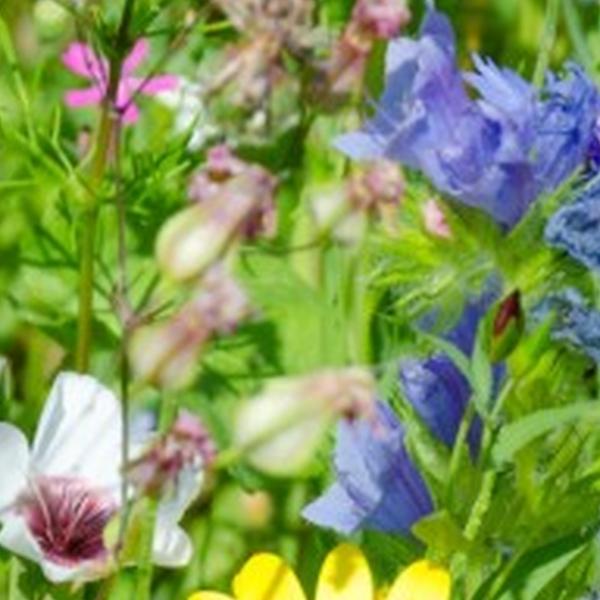 https://cdn.warentuin.nl/media/catalog/product/S/C/SCAN8720966706571_01_tuinschilderij_kleurrijke_wei_70x50_customize_it_1aaf.jpg