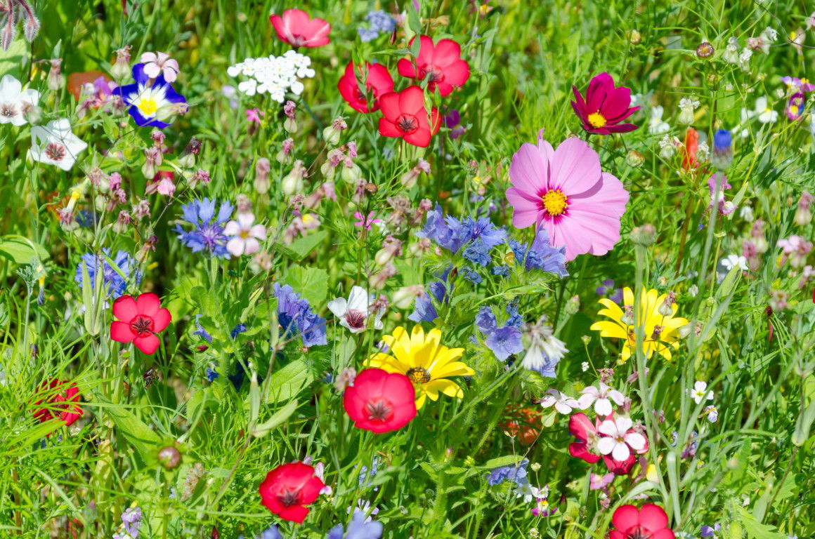 Customize it Tuinschilderij kleurrijke wei 70x50 - 