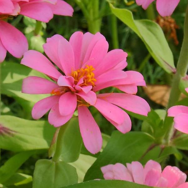 https://cdn.warentuin.nl/media/catalog/product/S/C/SCAN8720966706656_01_tuinschilderij_flowers_130x70cm_rz_customize_it_88d3.jpg