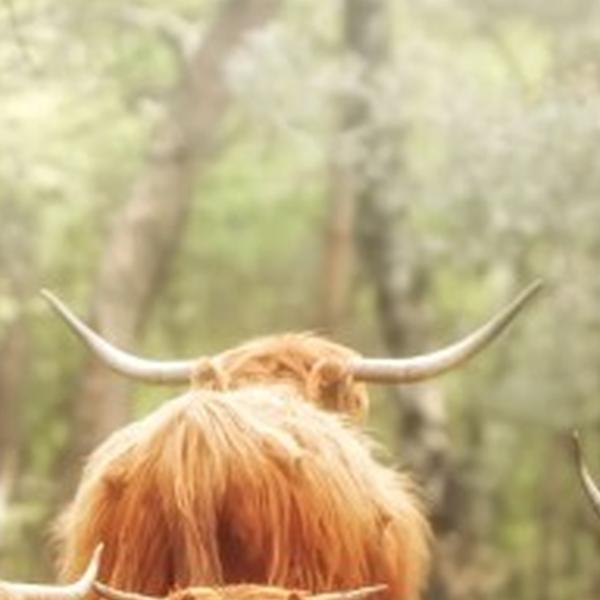 https://cdn.warentuin.nl/media/catalog/product/S/C/SCAN8720966706816_01_tuinschilderij_4_hooglanders_130x70cm_customize_it_181b.jpg