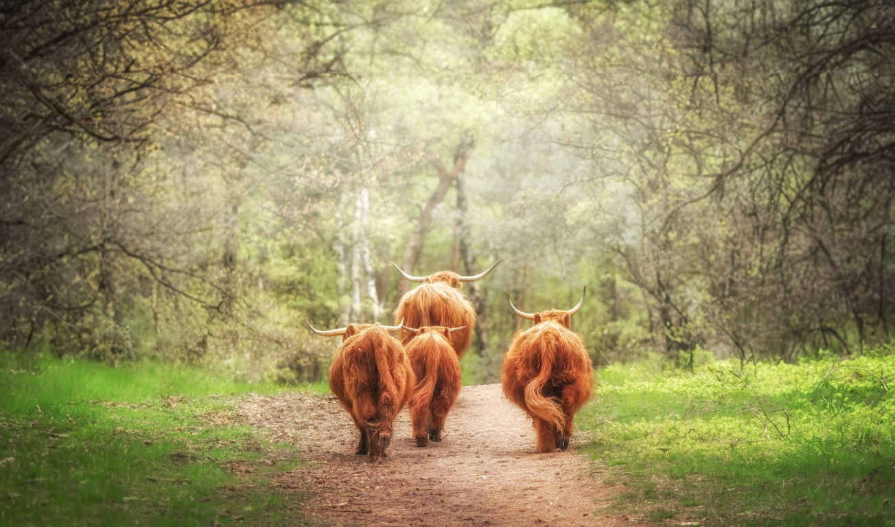Customize it Tuinschilderij 4 hooglanders 70x50 - 