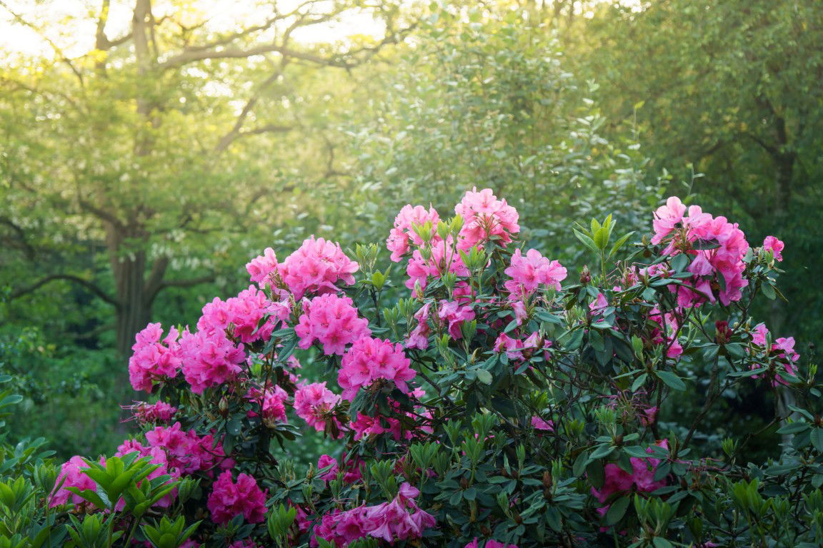 Customize it Tuinschilderij azalea roze 70x50cm - 