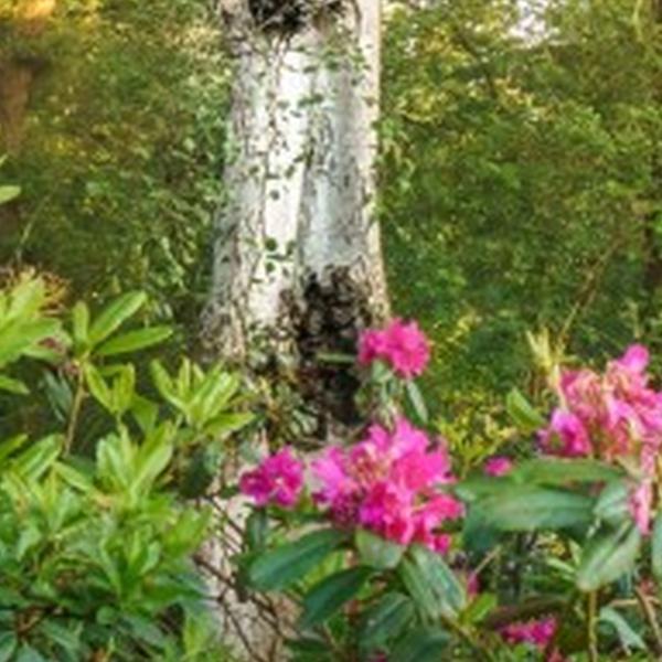 https://cdn.warentuin.nl/media/catalog/product/S/C/SCAN8720966706953_01_tuinschilderij_bloemen_bos_70x50cm_customize_it_db43.jpg
