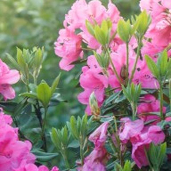 https://cdn.warentuin.nl/media/catalog/product/S/C/SCAN8720966707028_01_tuinschilderij_azalea_roze_130x70cm_customize_it_43b3.jpg
