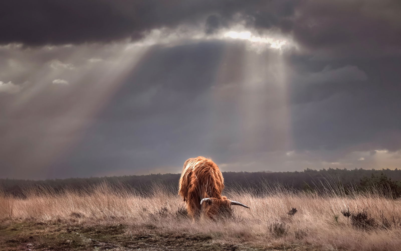 Customize it Tuinschilderij hooglander licht 130x70cm - 