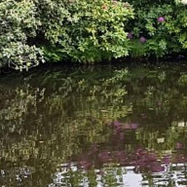 https://cdn.warentuin.nl/media/catalog/product/S/C/SCAN8720966707103_01_tuinschilderij_bloemenvijver_70x50_customize_it_e290.jpg