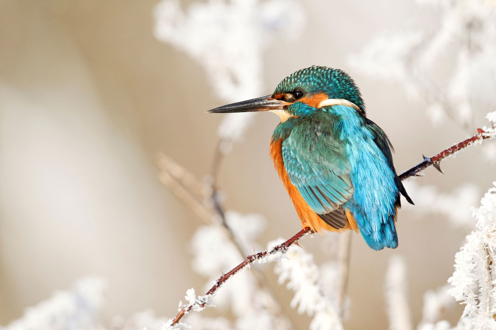 Customize it Tuinschilderij ijsvogel tak 70x50cm - 