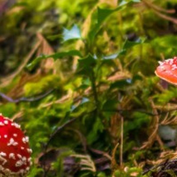 https://cdn.warentuin.nl/media/catalog/product/S/C/SCAN8720966707189_01_tuinschilderij_paddenstoelen_70x50cm_customize_it_36b7.jpg