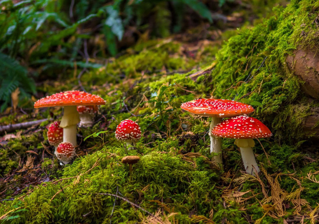 Customize it Tuinschilderij paddenstoelen 70x50cm - 