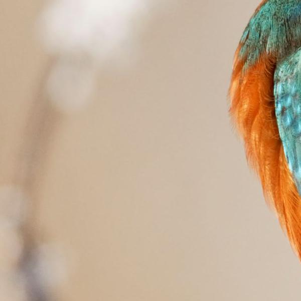 https://cdn.warentuin.nl/media/catalog/product/S/C/SCAN8720966707219_01_tuinschilderij_ijsvogel_tak_130x70cm_customize_it_cd9e.jpg