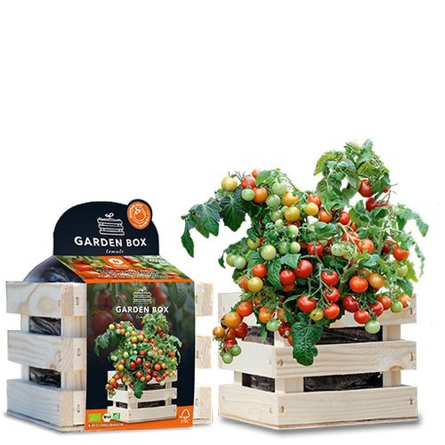 Toon details van Garden Box struiktomaat BIO Koralik Baza Seeds Hortus https://cdn.warentuin.nl/media/catalog/product/S/C/SCAN8726200177732_garden_box_struiktomaat_bio_koralik_baza_seeds_hortus_9d18.jpg