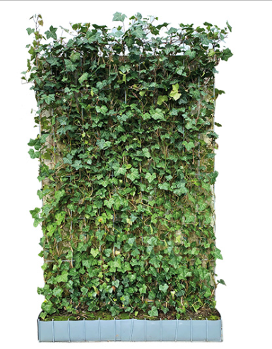 https://cdn.warentuin.nl/media/catalog/product/S/C/SCAN9900000347178_hedera_hibernica_scherm_120x180_cm_warentuin_natuurlijk_99f0.png