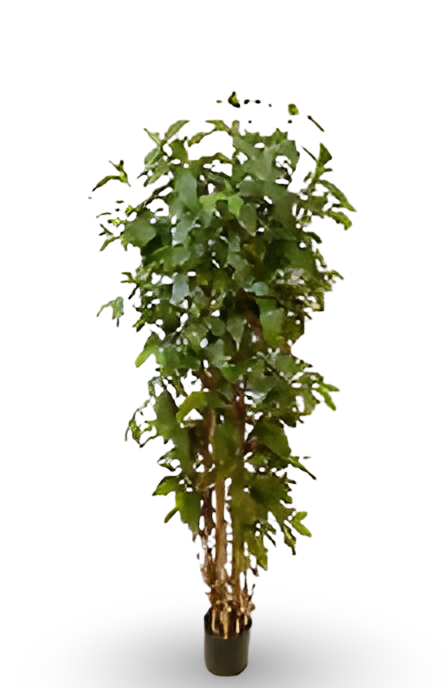 https://cdn.warentuin.nl/media/catalog/product/S/C/SCAN9900001769122_01_a27b.png