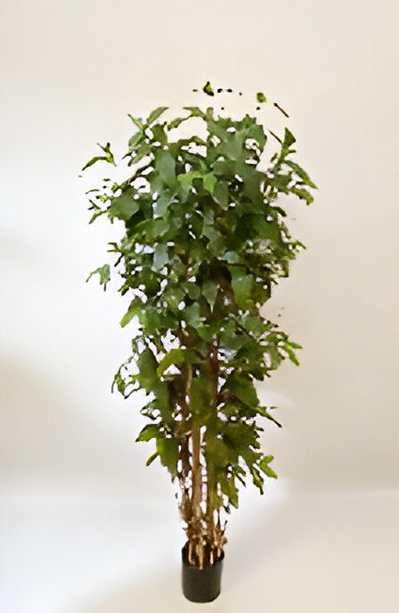 https://cdn.warentuin.nl/media/catalog/product/S/C/SCAN9900001769122_dracaena_surculosa_180_cm_kunstplant_oosterik_home_3ab9.jpg