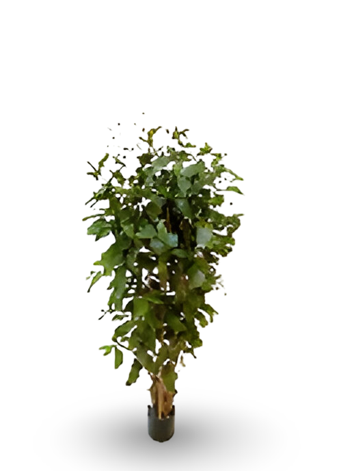 https://cdn.warentuin.nl/media/catalog/product/S/C/SCAN9900001769139_01_48c4.png