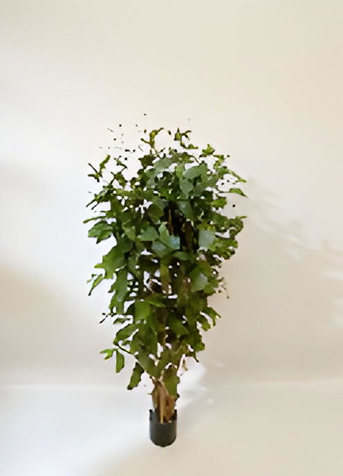 https://cdn.warentuin.nl/media/catalog/product/S/C/SCAN9900001769139_dracaena_surculosa_150_cm_kunstplant_oosterik_home_9622.jpg