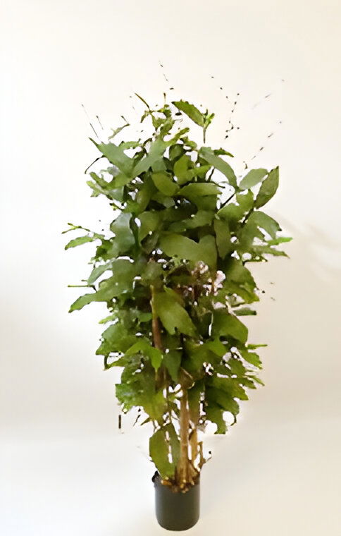 https://cdn.warentuin.nl/media/catalog/product/S/C/SCAN9900001769146_dracaena_surculosa_120_cm_kunstplant_oosterik_home_a700.jpg
