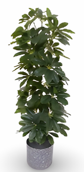 https://cdn.warentuin.nl/media/catalog/product/S/C/SCAN9900001769153_01_b4c0.png