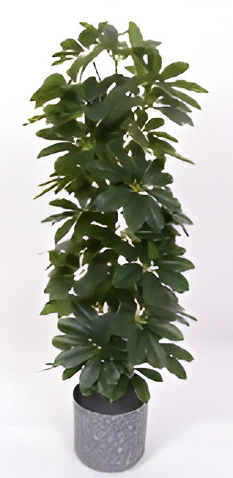 https://cdn.warentuin.nl/media/catalog/product/S/C/SCAN9900001769153_scheffelera_arboricola_90_cm_kunstplant_oosterik_home_1dbb.jpg