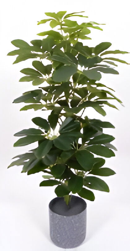 https://cdn.warentuin.nl/media/catalog/product/S/C/SCAN9900001769160_scheffelera_arboricola_70_cm_kunstplant_oosterik_home_3ded.jpg