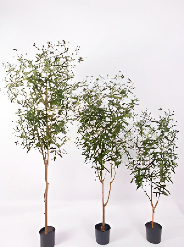 https://cdn.warentuin.nl/media/catalog/product/S/C/SCAN9900001769177_olijfboom_180_cm_kunstplant_oosterik_home_8597.jpg