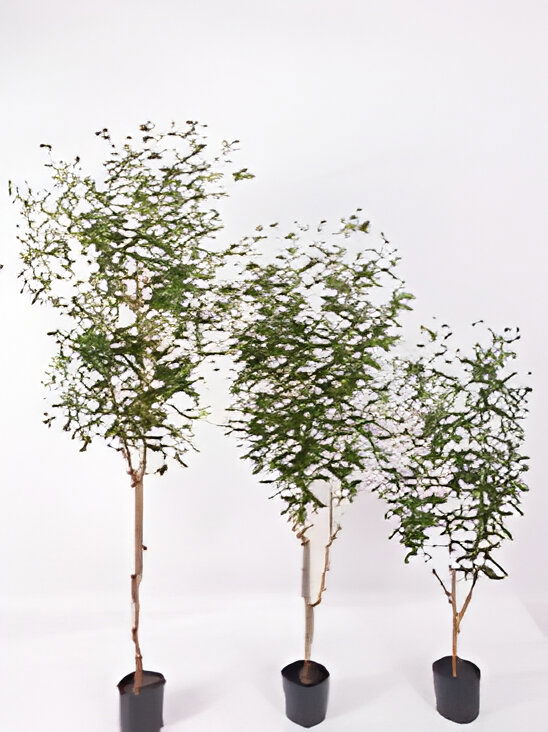 https://cdn.warentuin.nl/media/catalog/product/S/C/SCAN9900001769191_olijfboom_120_cm_kunstplant_oosterik_home_9cc2.jpg