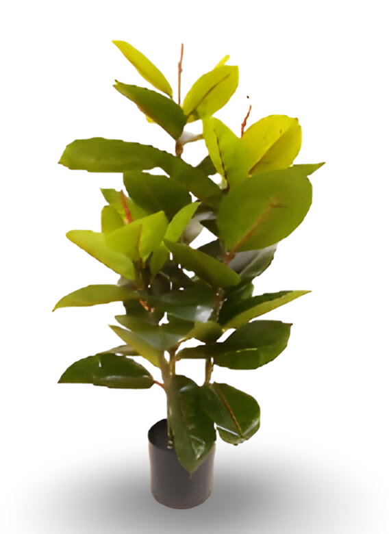 https://cdn.warentuin.nl/media/catalog/product/S/C/SCAN9900001769207_01_9dc9.png
