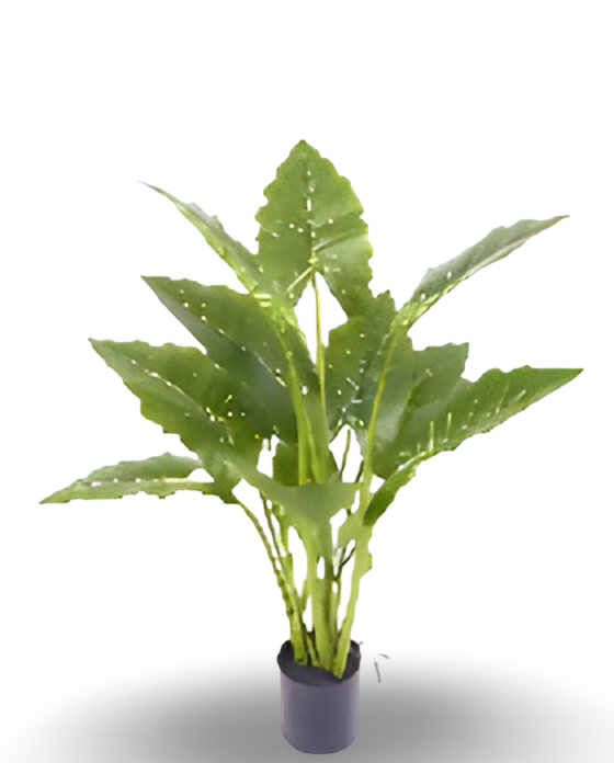 https://cdn.warentuin.nl/media/catalog/product/S/C/SCAN9900001769276_01_0951.png