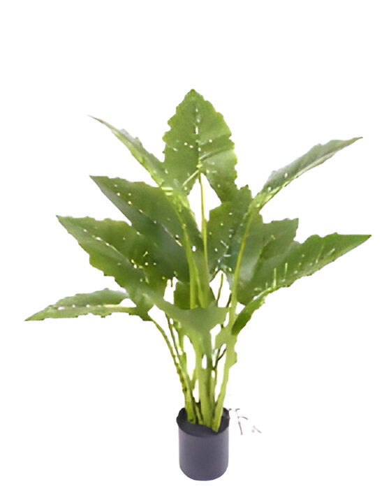 https://cdn.warentuin.nl/media/catalog/product/S/C/SCAN9900001769276_allocasia_groen_80_cm_kunstplant_oosterik_home_07a4.jpg