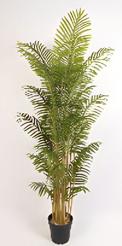 https://cdn.warentuin.nl/media/catalog/product/S/C/SCAN9900001769351_bamboo_palm_180_cm_kunstplant_oosterik_home_15c6.jpg