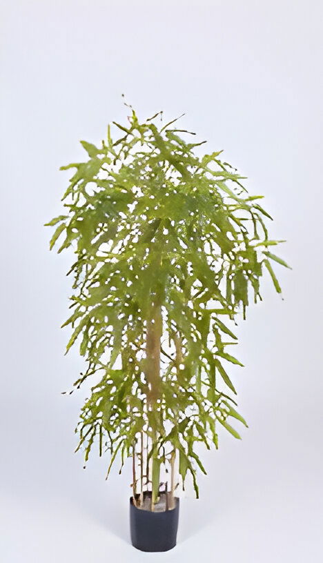 https://cdn.warentuin.nl/media/catalog/product/S/C/SCAN9900001769412_chinese_bamboo_150_cm_kunstplant_oosterik_home_c259.jpg