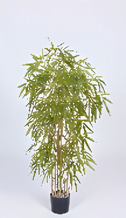 https://cdn.warentuin.nl/media/catalog/product/S/C/SCAN9900001769429_chinese_bamboo_120_cm_kunstplant_oosterik_home_7e91.jpg