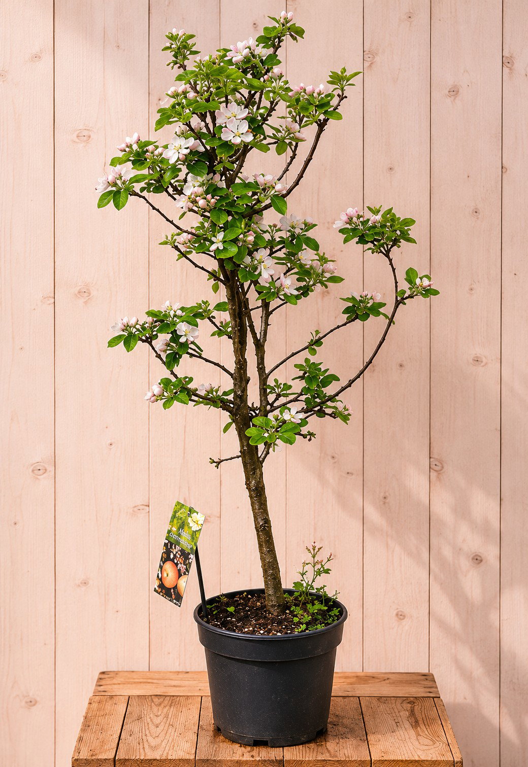 Dwerg Appelboom 'Croquella' Malus domestica 140 cm Warentuin Natuurlijk - Warentuin natuurlijk