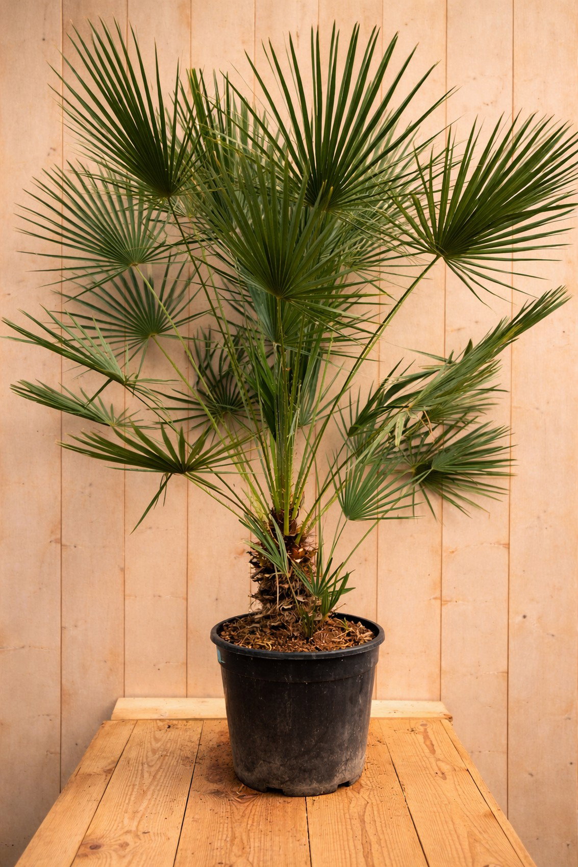 Europese dwergpalm chamaerops humilis 170cm Warentuin Natuurlijk - Warentuin natuurlijk