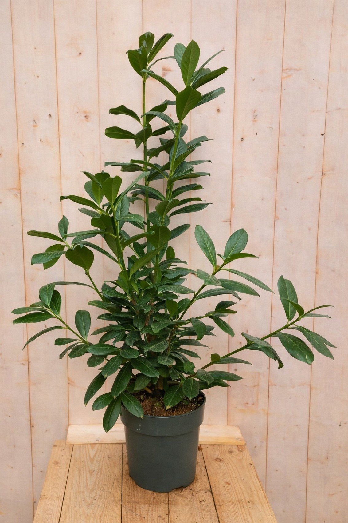 https://cdn.warentuin.nl/media/catalog/product/S/C/SCAN9900001928642_laurierkers_meerstammig_prunus_laurocerasu_259c.jpg