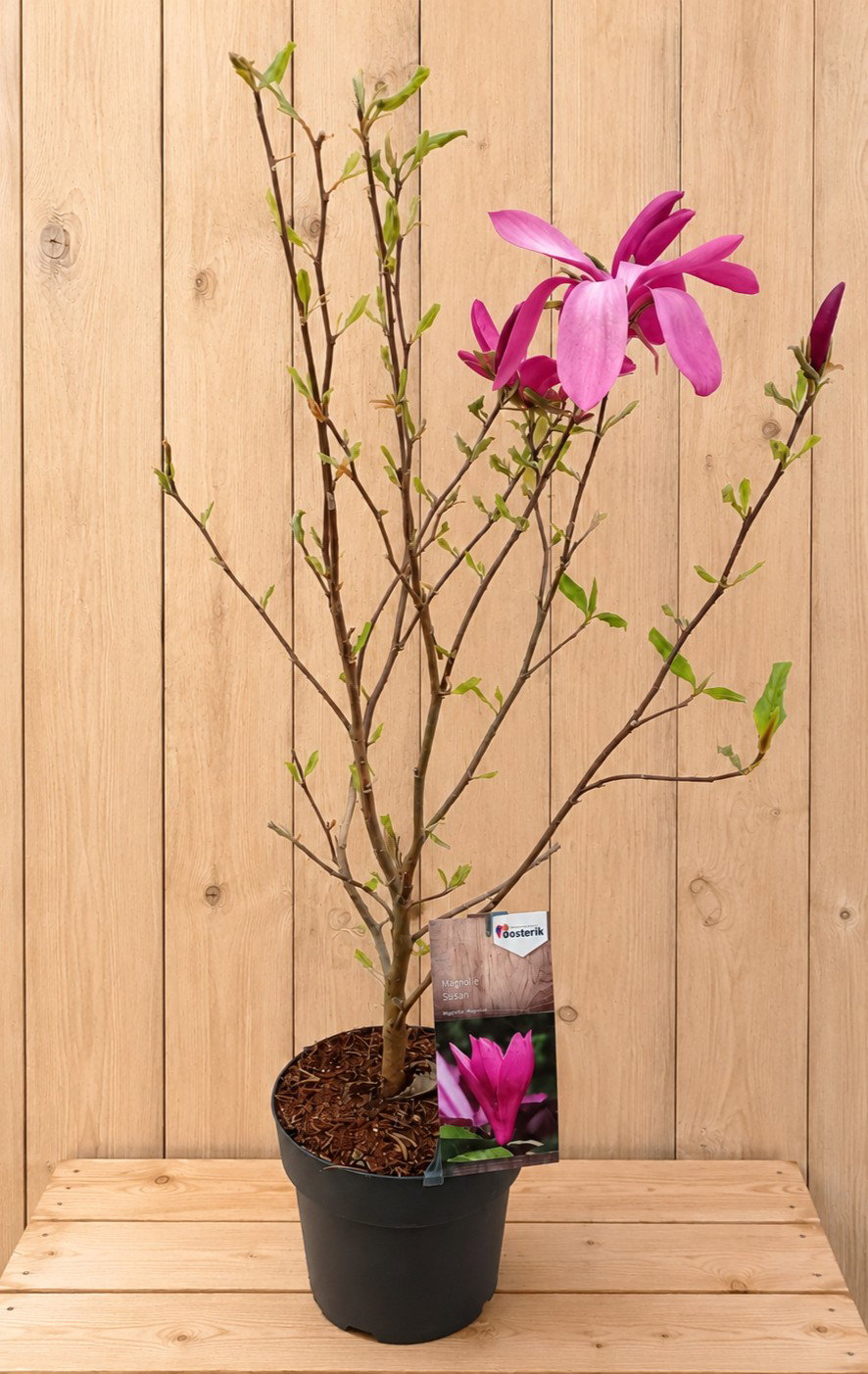 Magnolia Liliiflora 'Susan' 110 cm Warentuin Natuurlijk - Warentuin natuurlijk