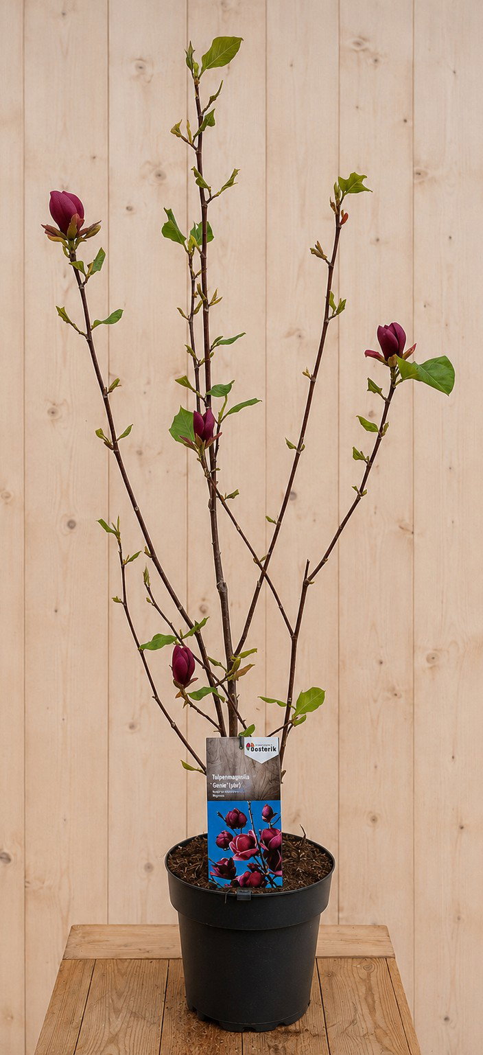 Tulpen Magnolia 'Genie' 130 cm Warentuin Natuurlijk - Warentuin natuurlijk