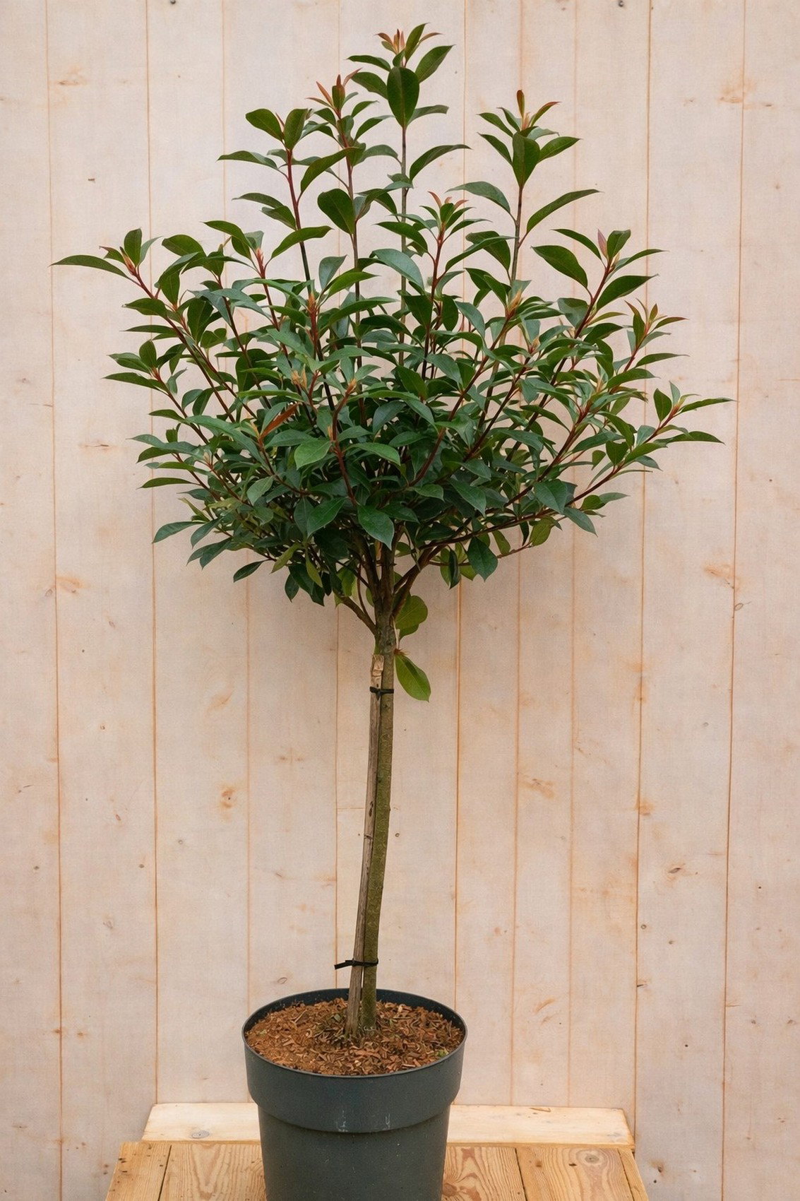 Glansmispel Photinia Devil's Dream h 140 cm st. h 50 cm boom witte bloemen Warentuin Natuurlijk - Warentuin natuurlijk